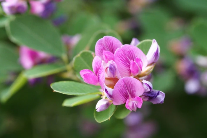 Lespedeza cyrtobotrya image