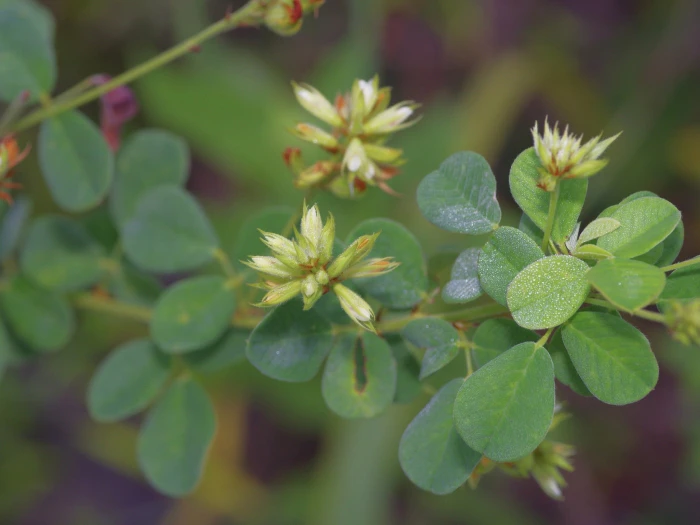 Lespedeza hirta image