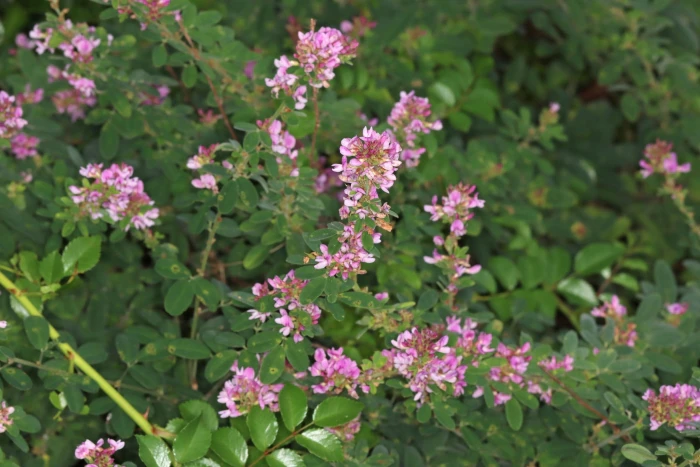 Lespedeza stuevei image