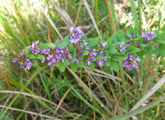 Lespedeza violacea image
