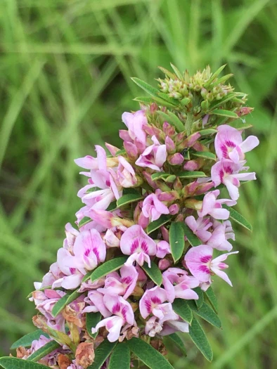 Lespedeza virginica image