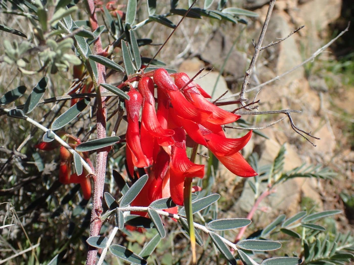 Lessertia frutescens image