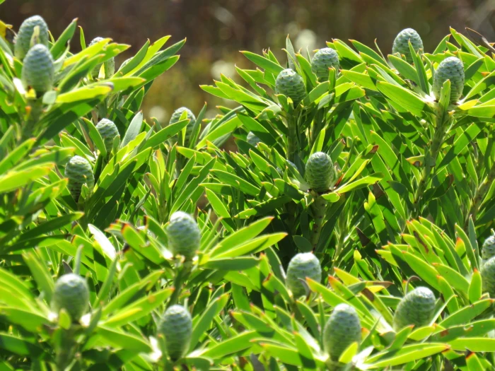 Leucadendron coniferum image