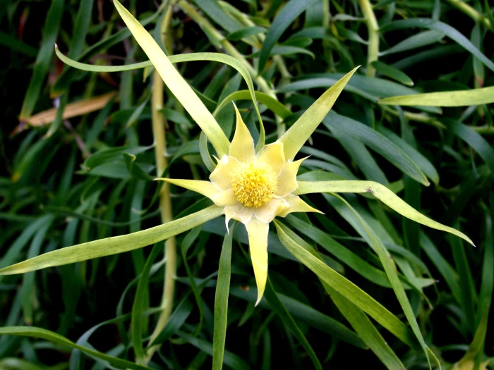 Leucadendron eucalyptifolium image