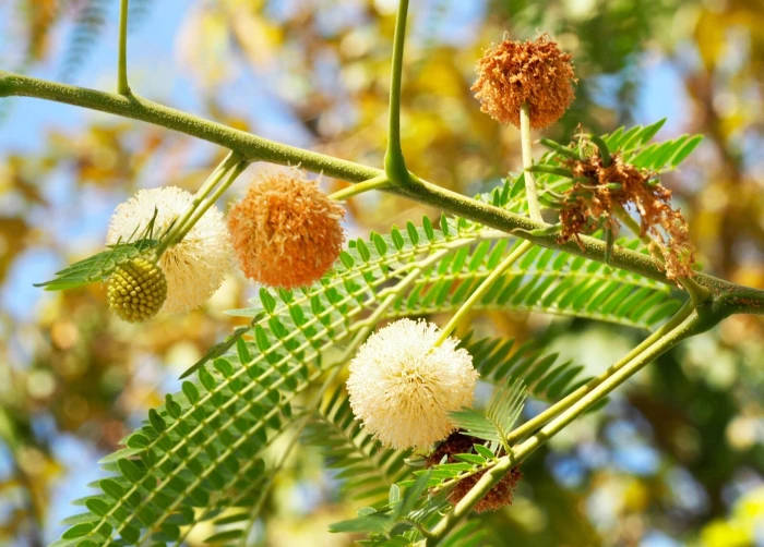 Leucaena leucocephala image