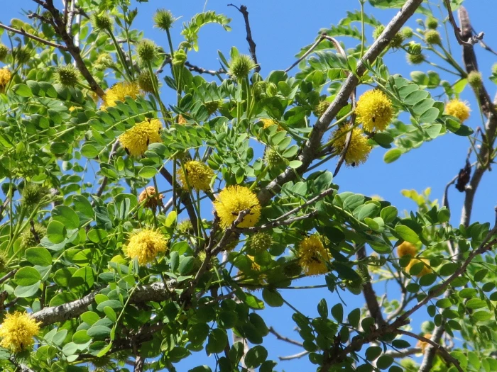Leucaena retusa image