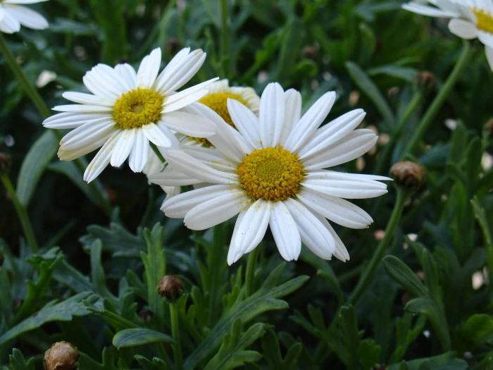 Leucanthemum maximum image