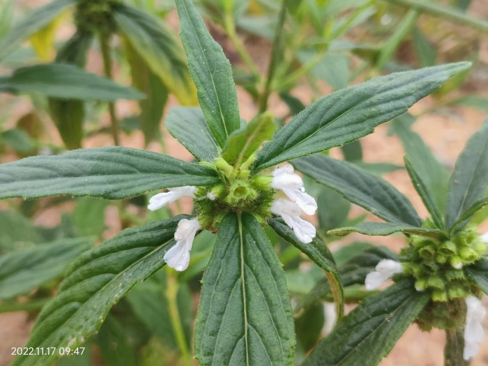 Leucas aspera image