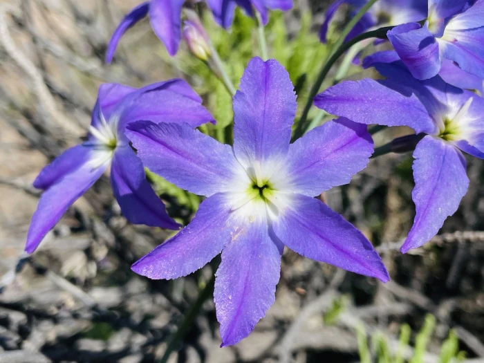 Leucocoryne coquimbensis image