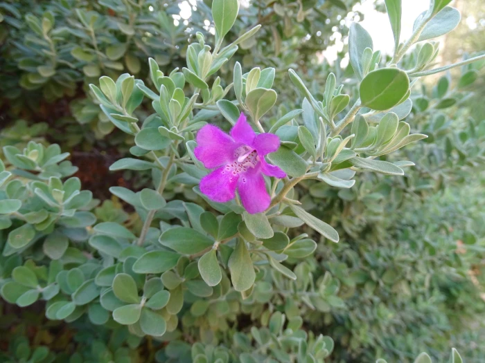 Leucophyllum frutescens image