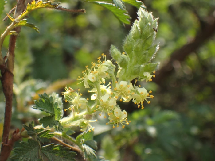Leucosidea sericea image