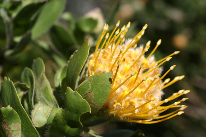 Leucospermum conocarpodendron image