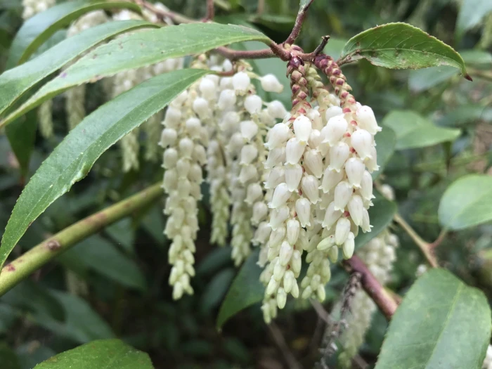 Leucothoe fontanesiana image