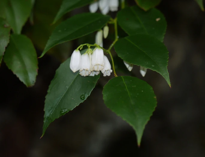 Leucothoe keiskei image