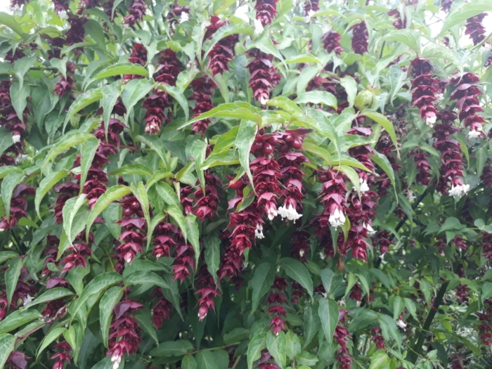 Leycesteria formosa image