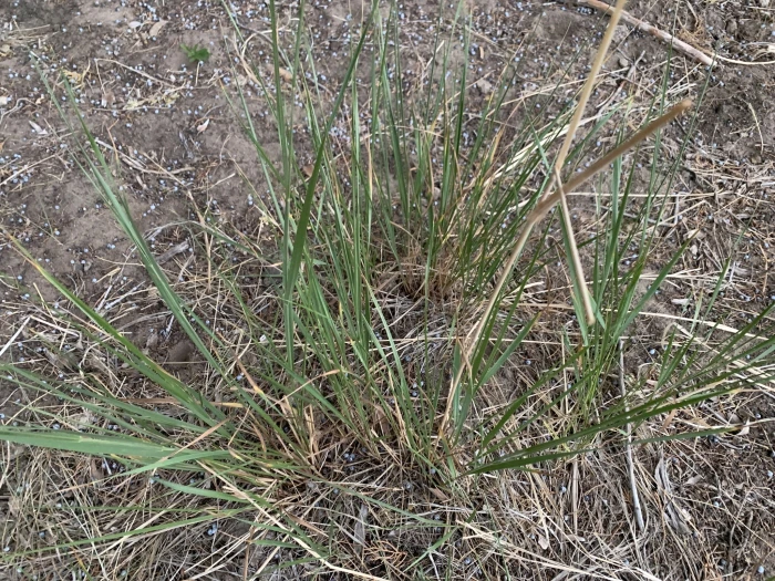 Leymus triticoides image