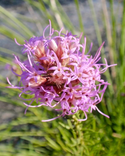 Liatris mucronata image