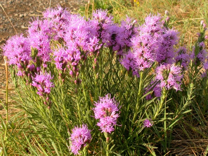 Liatris punctata image