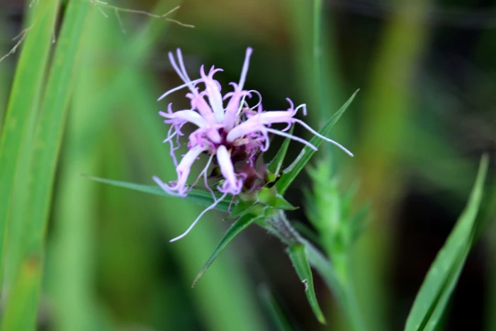 Liatris squarrosa image