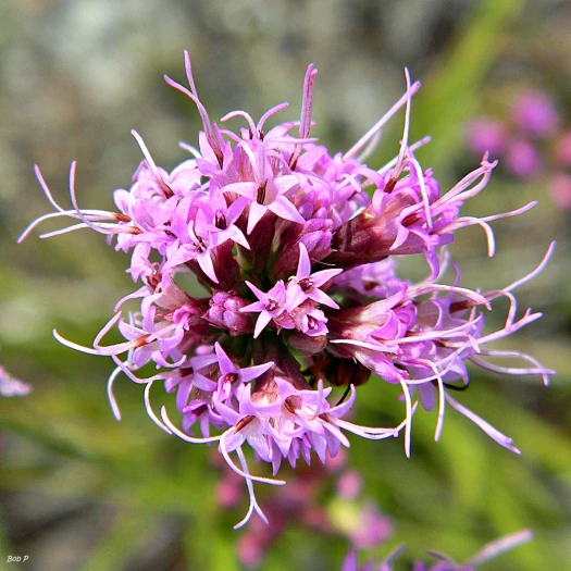 Liatris tenuifolia image