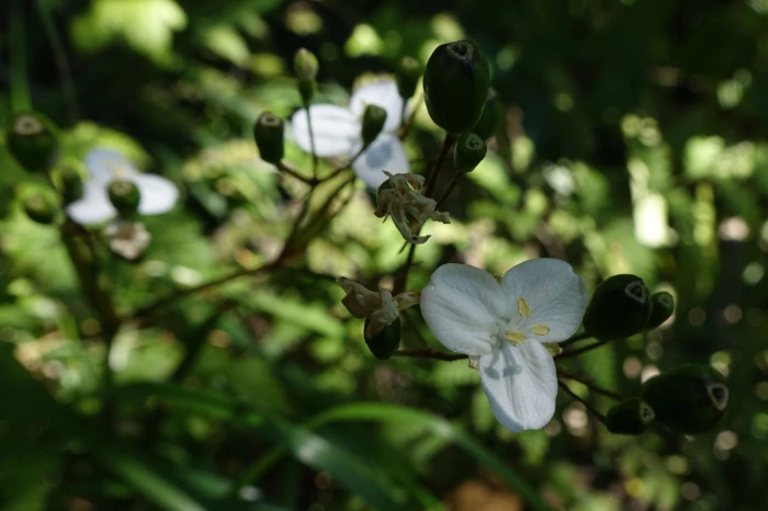 Libertia ixioides image