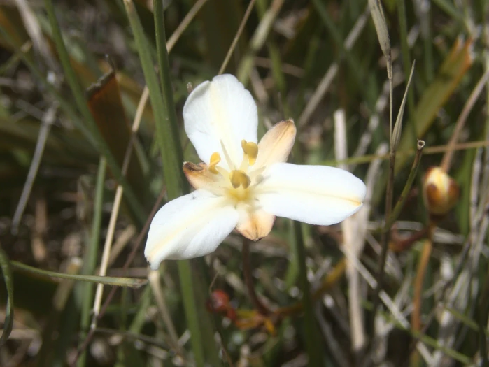 Libertia peregrinans image