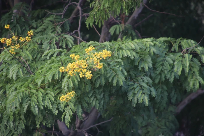 Libidibia ferrea image