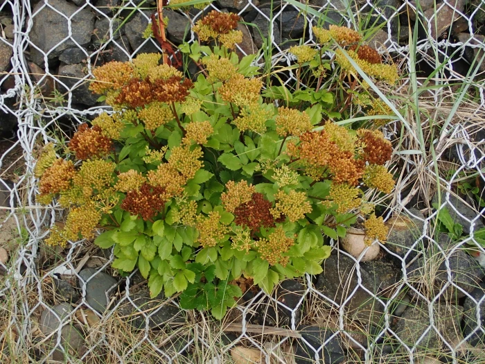 Ligusticum scoticum image