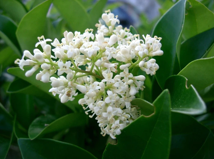 Ligustrum japonicum image
