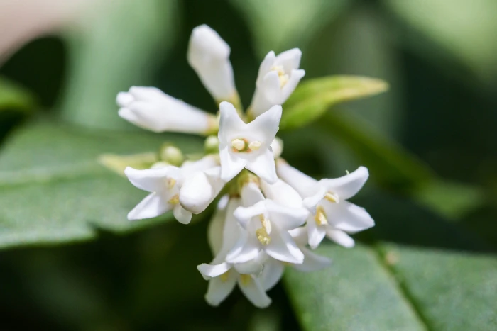 Ligustrum obtusifolium image