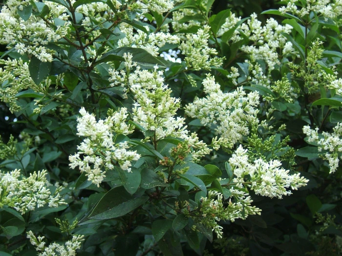 Ligustrum ovalifolium image