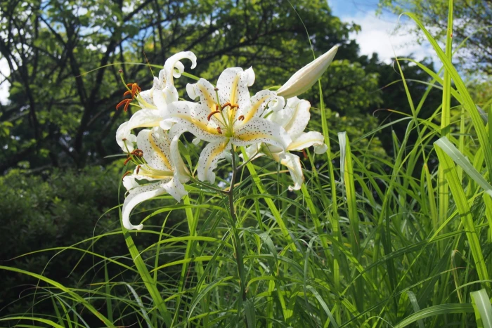 Lilium auratum image