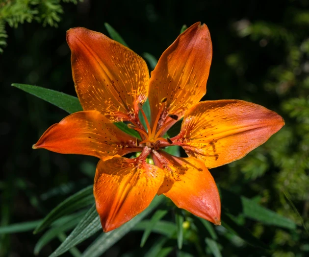 Lilium bulbiferum image