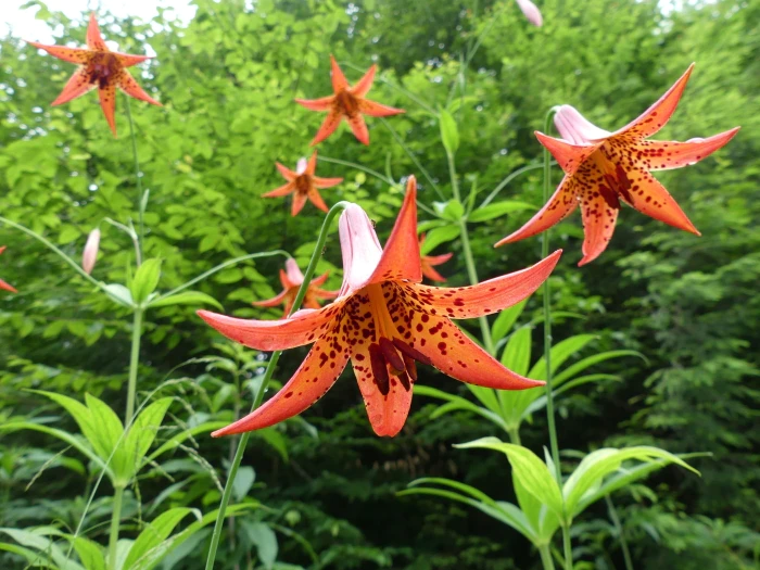 Lilium canadense image