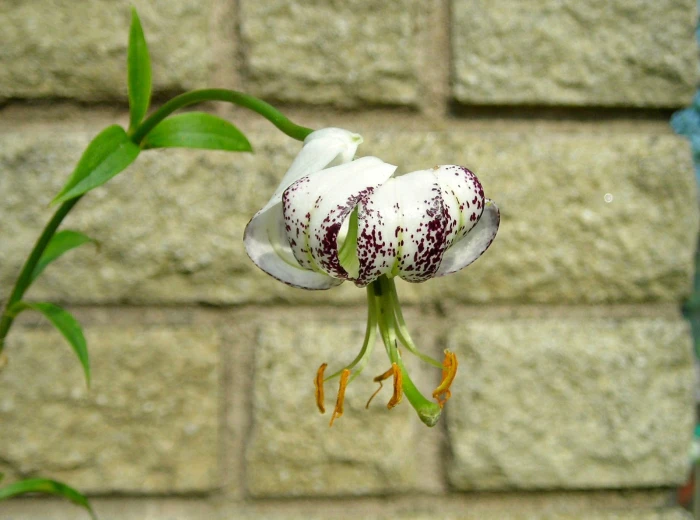 Lilium duchartrei image