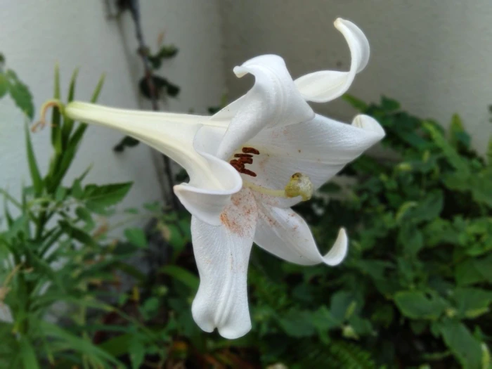 Lilium longiflorum image