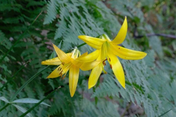 Lilium parryi image