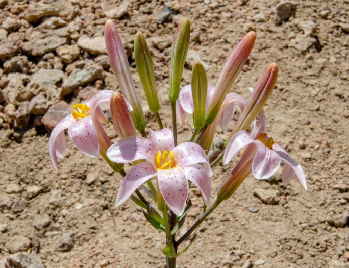 Lilium rubescens image