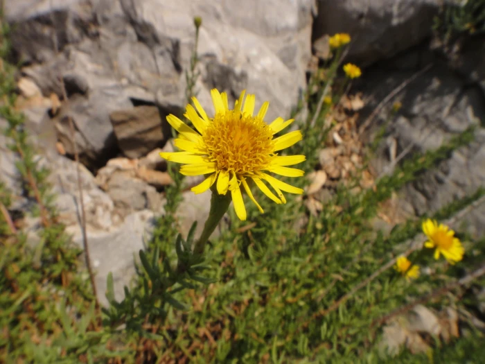 Limbarda crithmoides image