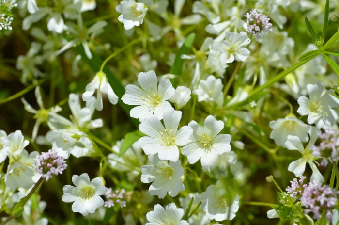 Limnanthes alba image