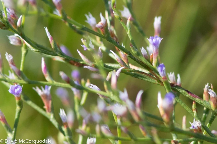 Limonium carolinianum image