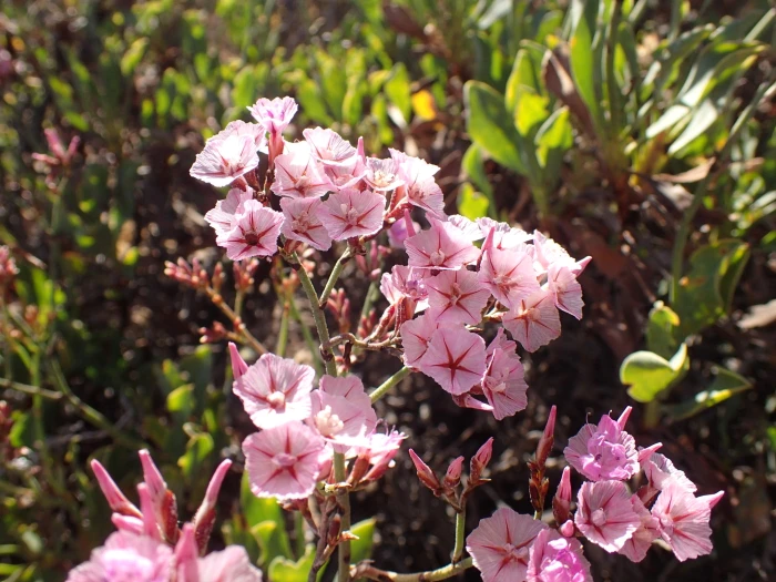 Limonium peregrinum image
