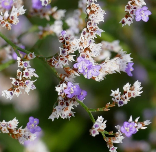 Limonium vulgare image