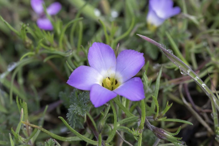 Linanthus dianthiflorus image