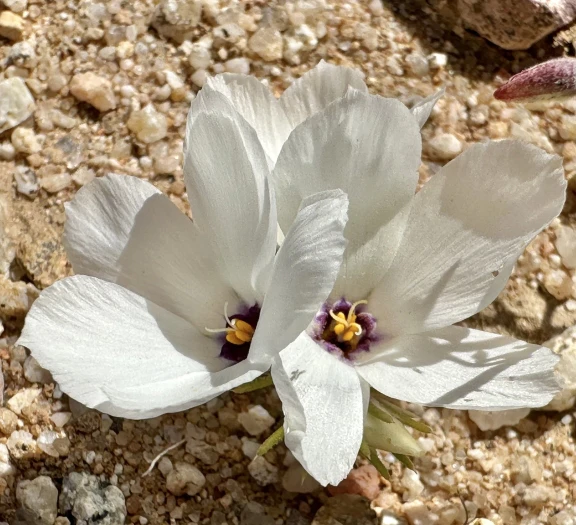 Linanthus parryae image