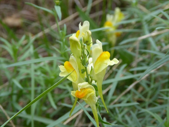 Linaria vulgaris image