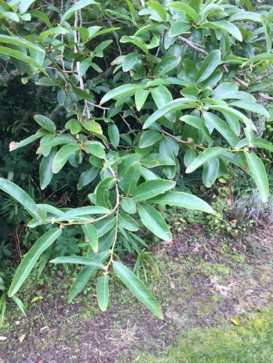 Lindera angustifolia image