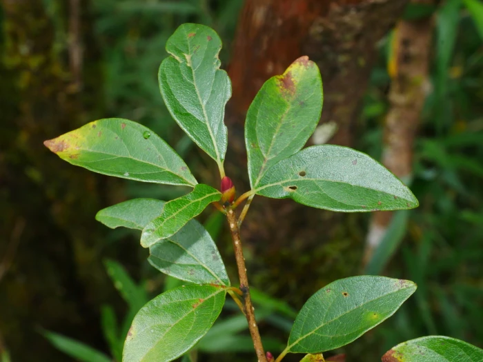 Lindera erythrocarpa image