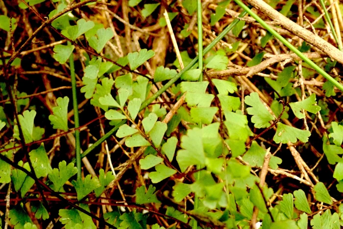 Lindsaea linearis image