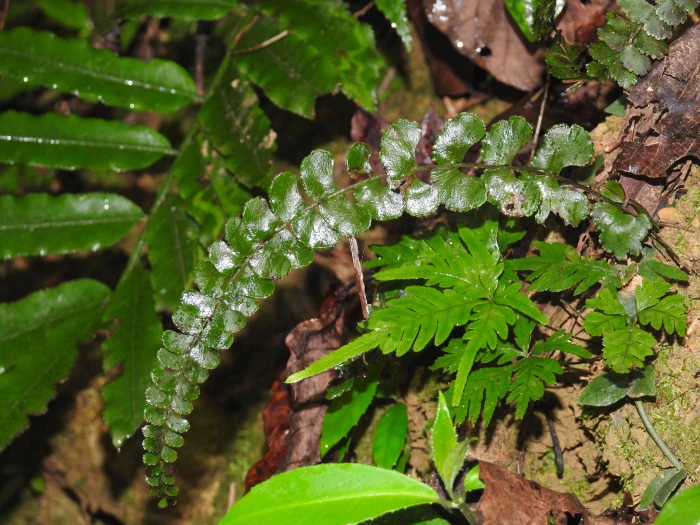 Lindsaea orbiculata image
